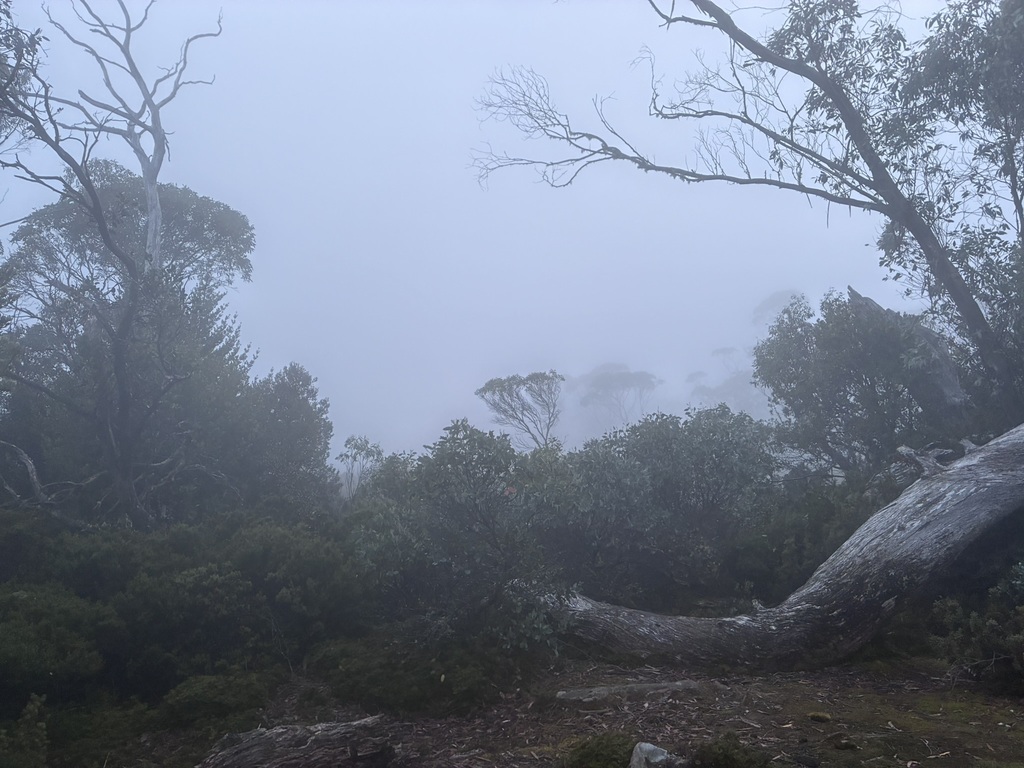 Waking up at Windemere Hut on a foggy morning.