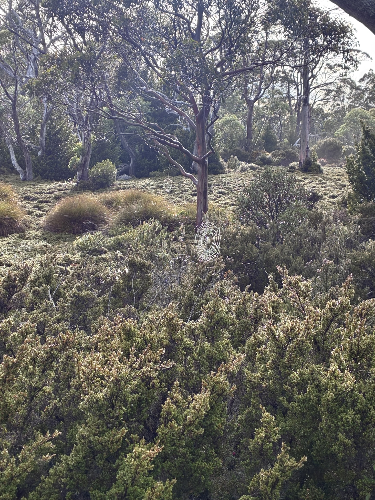Dewey spider webs in the morning light leaving Windemere Hut.