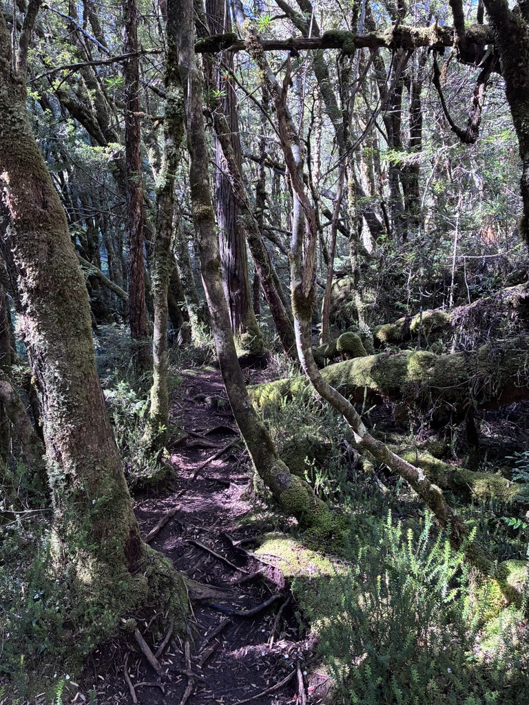 A very friendly path through the lush rainforest.